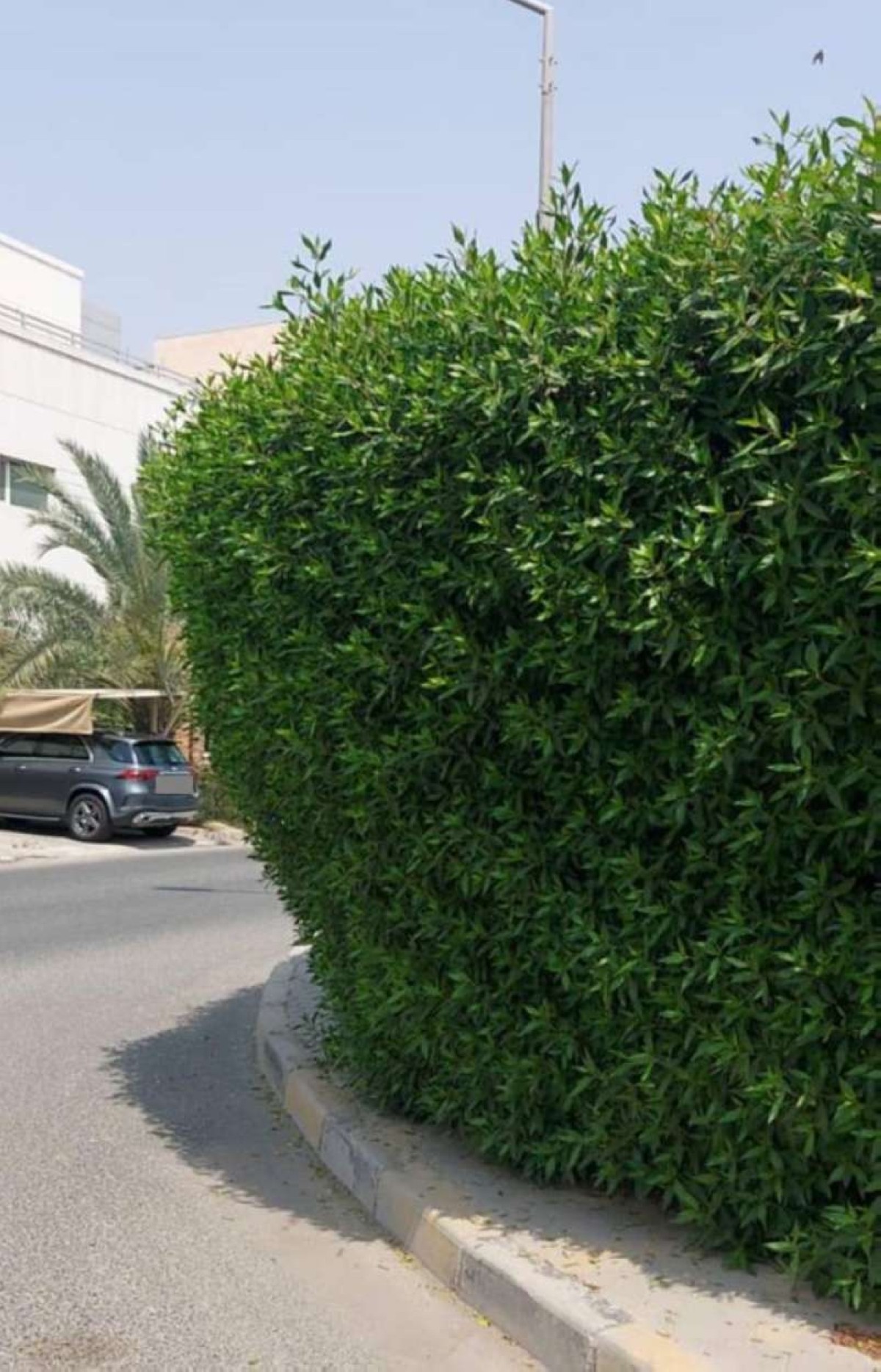 البلدية: توجيه 86 إنذار حاجب للرؤية في مبارك الكبير