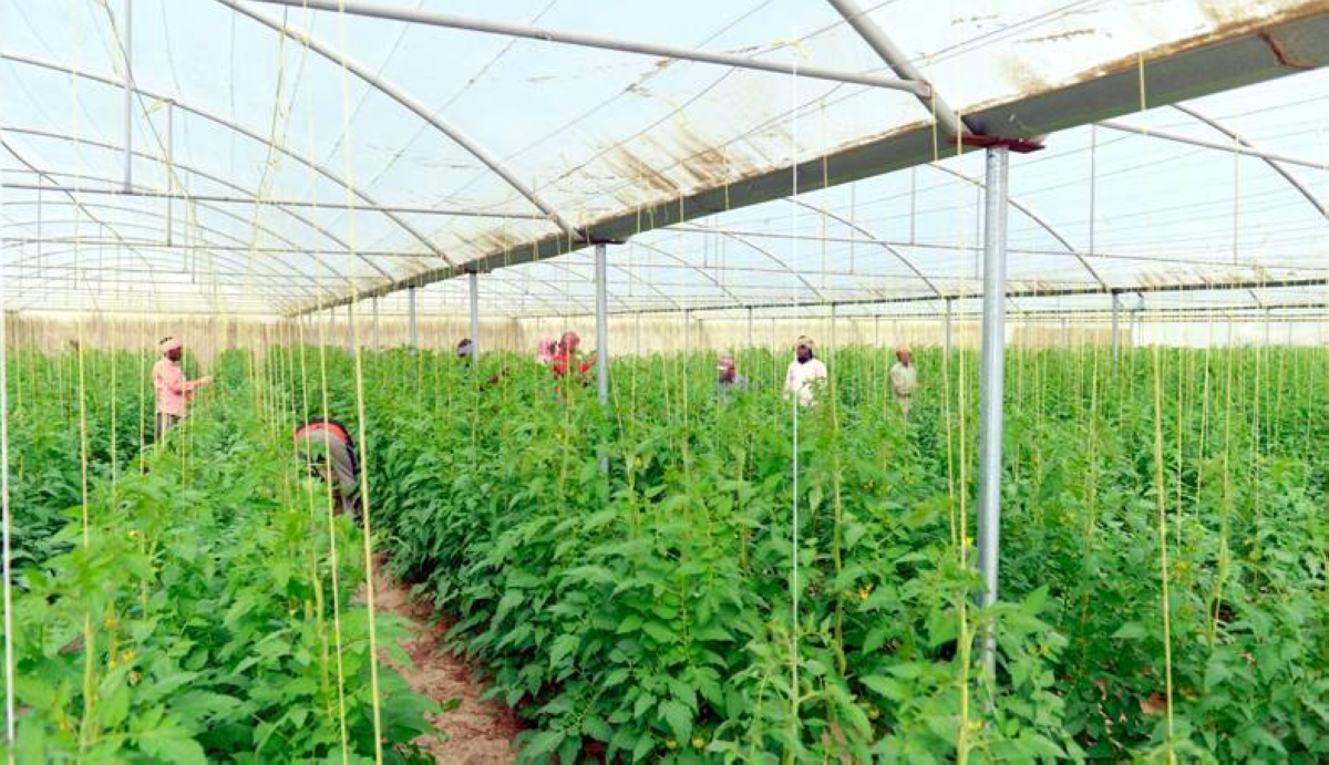 المزارع الكويتي... 'ينزف'  وطوق النجاة بيد الجمعيات التعاونية