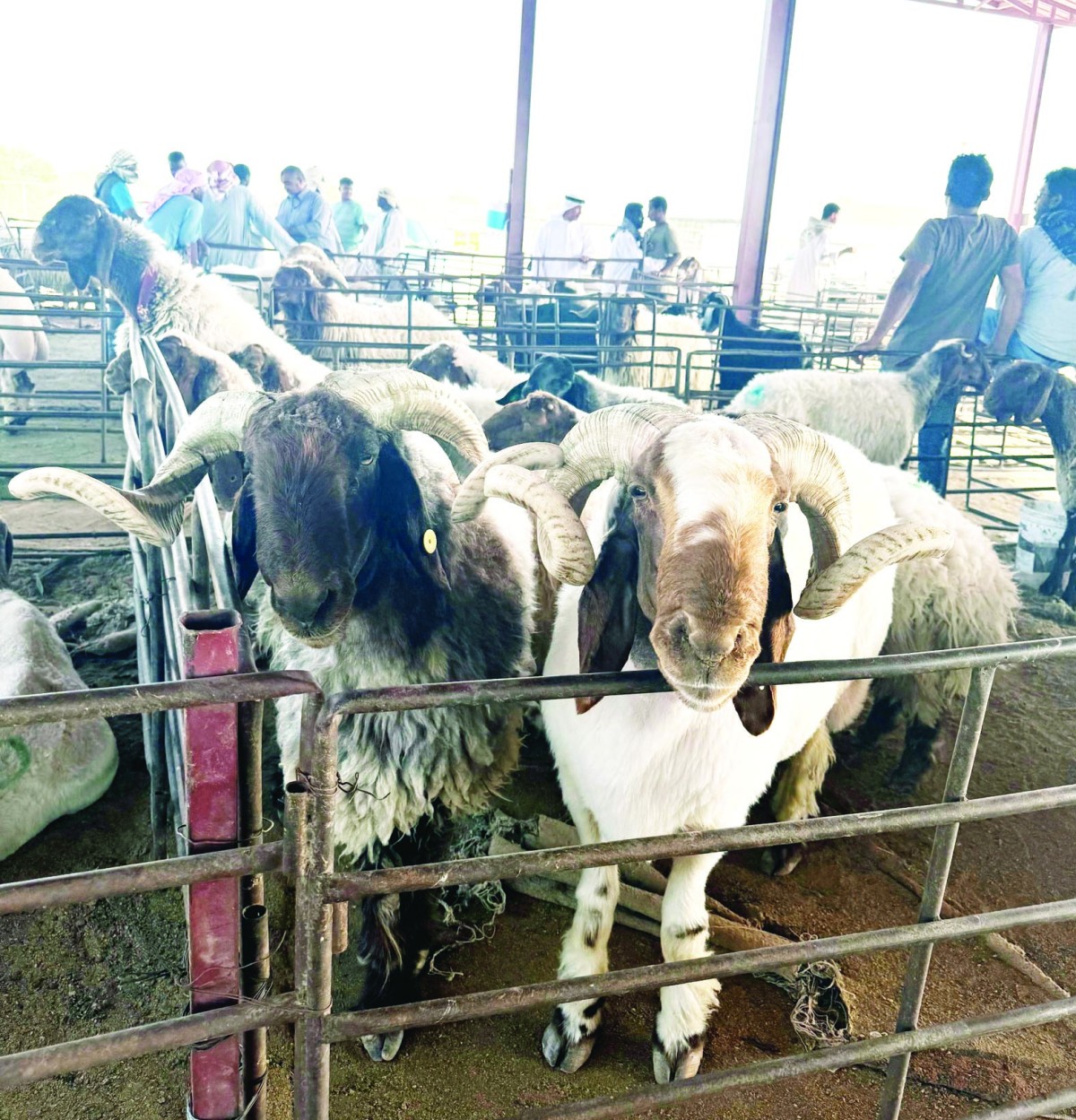 المضاربات ترفع أسعار 'الأضاحي' وهمياً إلى 200 دينار