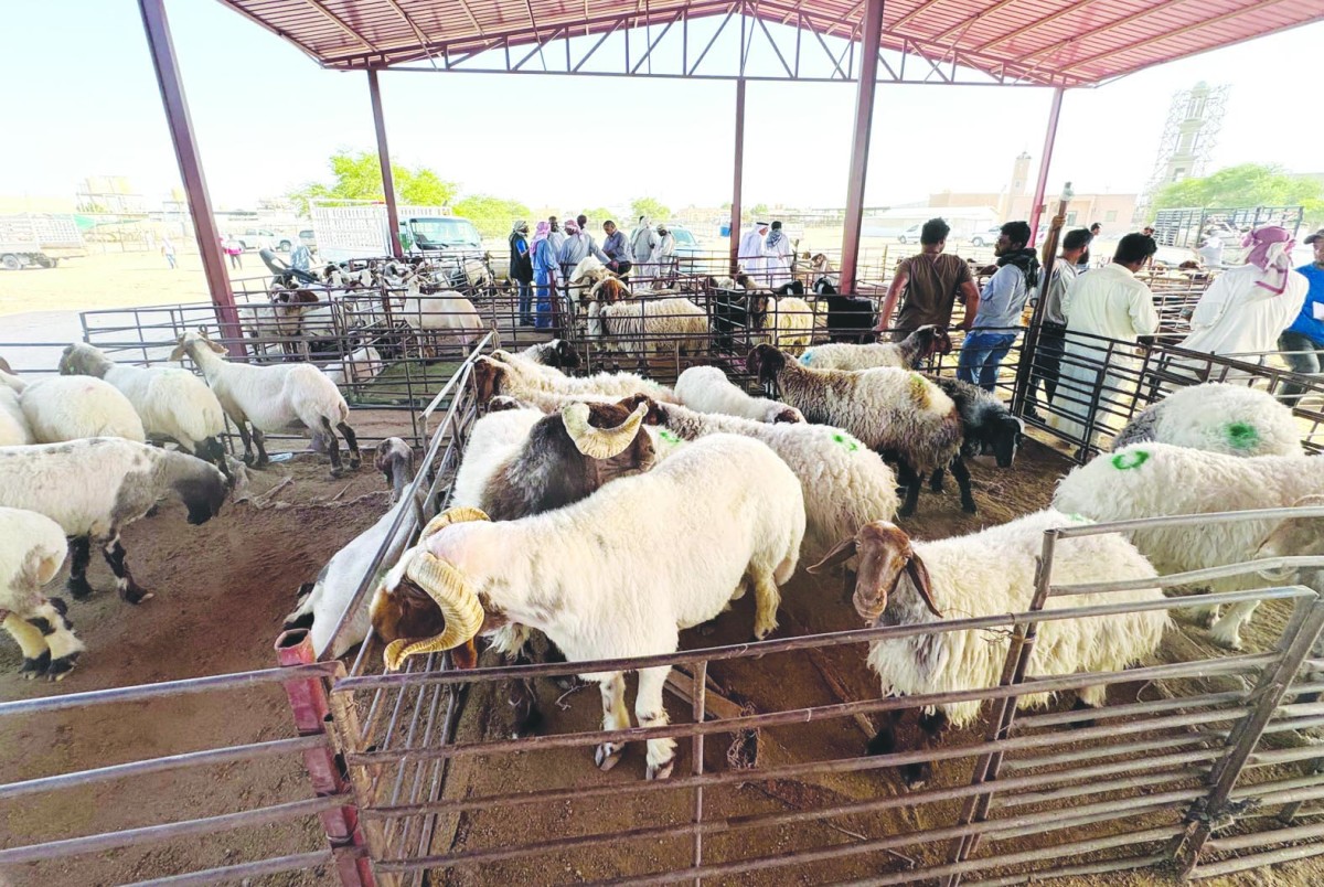 المضاربات ترفع أسعار 'الأضاحي' وهمياً إلى 200 دينار