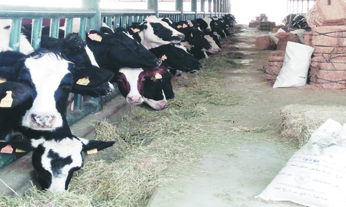 'المبرمج'... يكبد القطاعين الزراعي والحيواني ملايين الدنانير