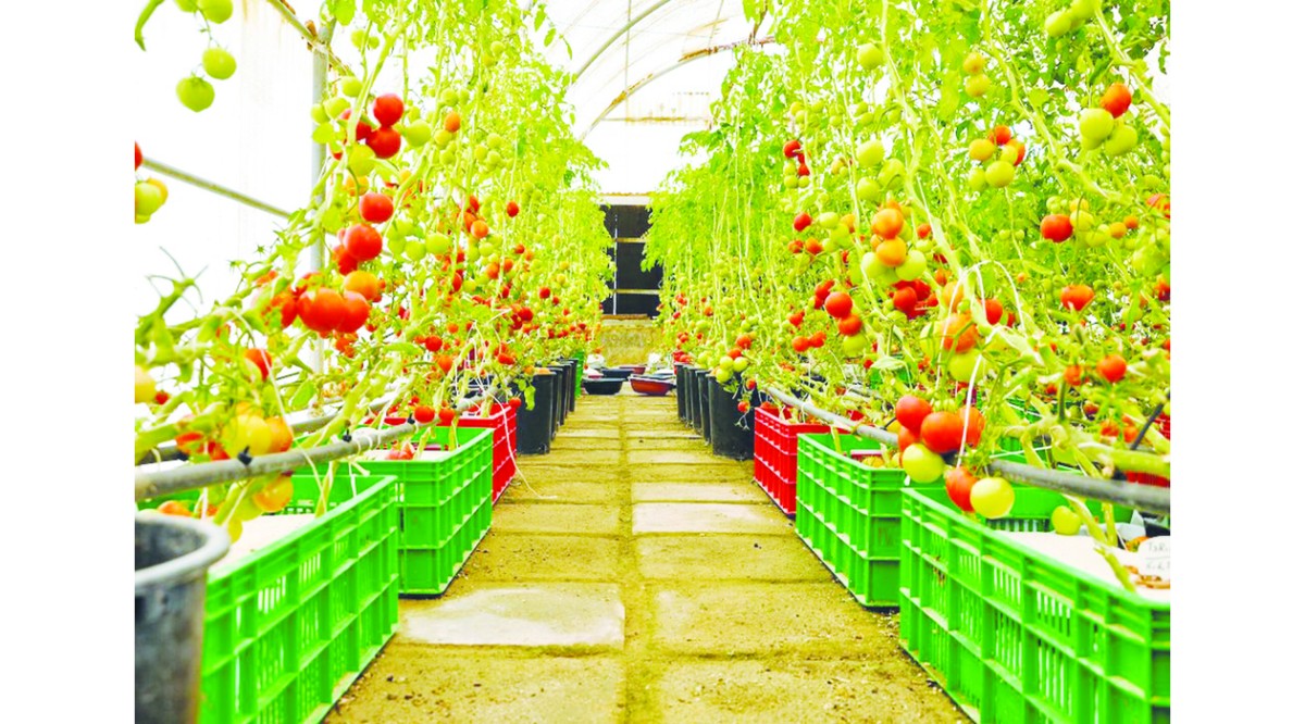 فتح الباب للتصنيع بالمزارع هل ينقذ المنتج المحلي؟