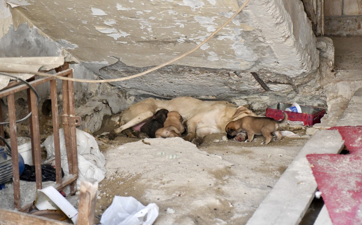 الجليب... الكارثة مستمرة