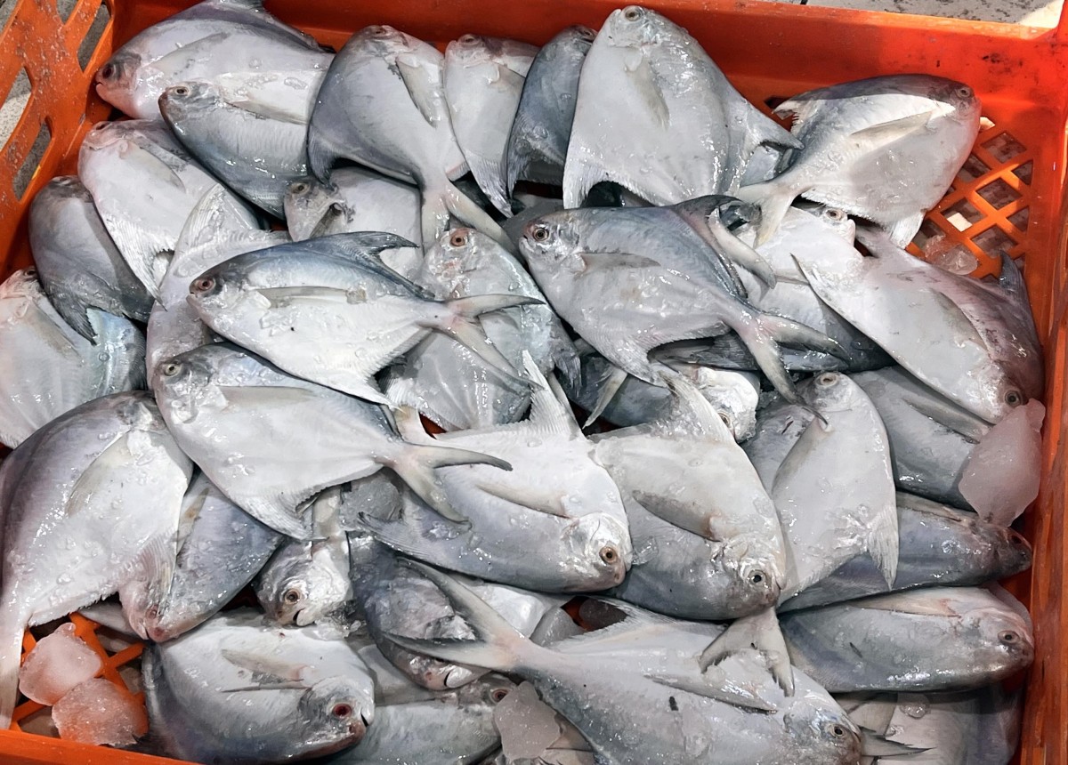 'الزبيدي' يعود ... 'ملكاً'!