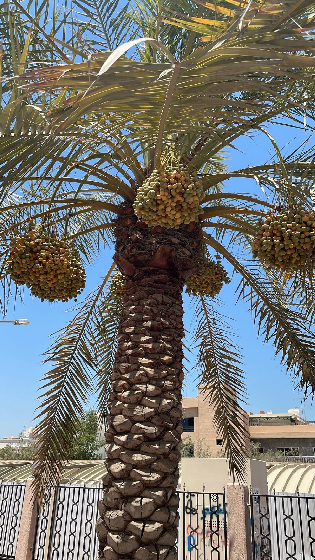 صالح الغانم ل وزارة الأوقاف : أرسلوا تمر  نخيل المساجد للدول المنكوبة