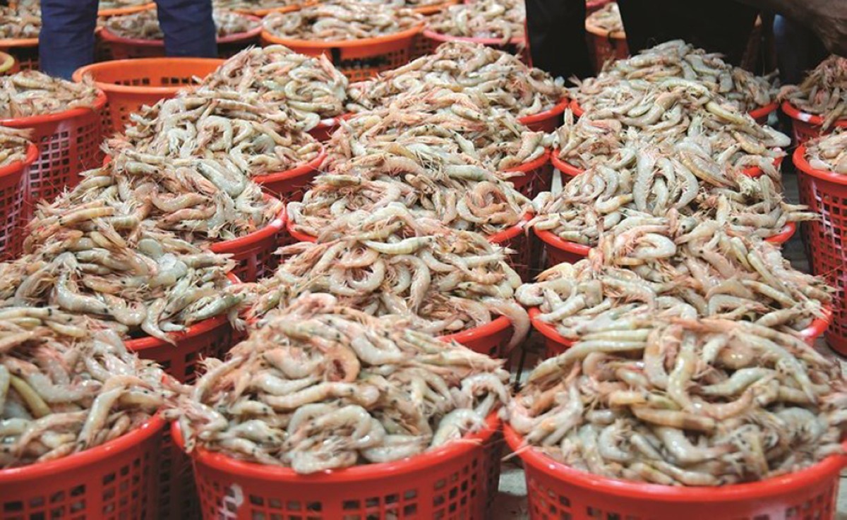 الربيان يتدفق للأسواق... وأول الغيث 64 سلة والسعر 65 ديناراً