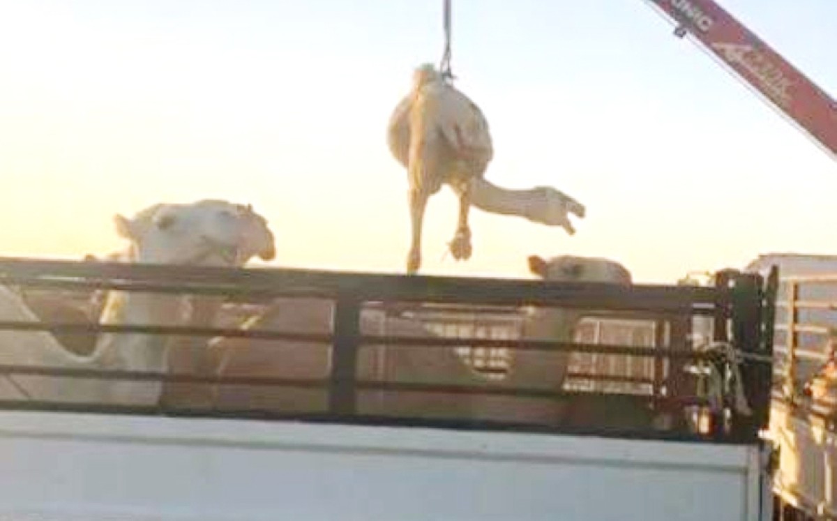 'الداخلية': إحالة أصحاب الحلال المخالفين إلى النيابة والتحفظ على 22 رأساً من الإبل