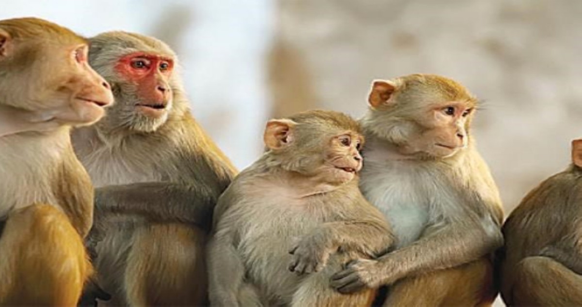 قانون إسباني  لـ'صون كرامة' القردة