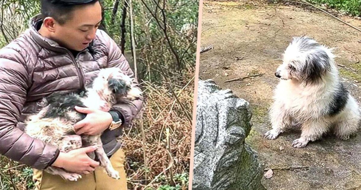 كلب مريض يقضي عامين إلى جوار قبر صاحبه