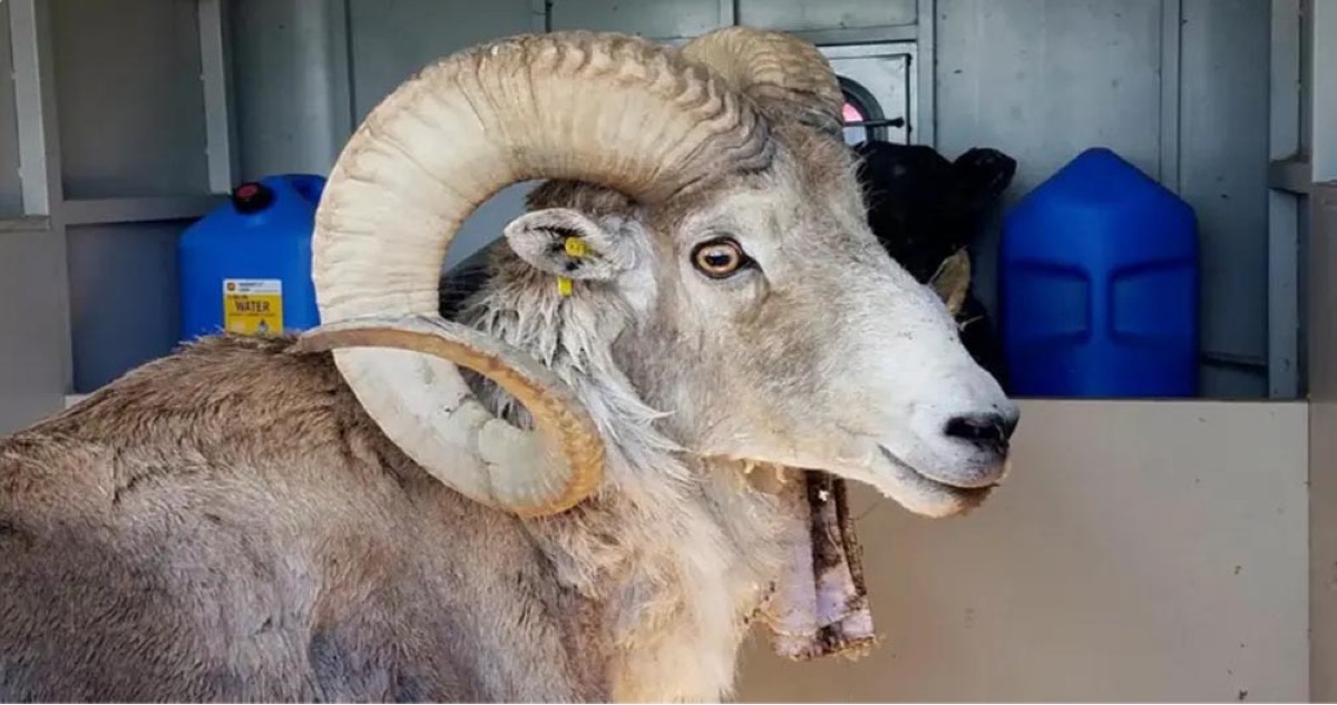 جزائري التهم خروفاً في نصف ساعة ويستعد لأكل جمل!