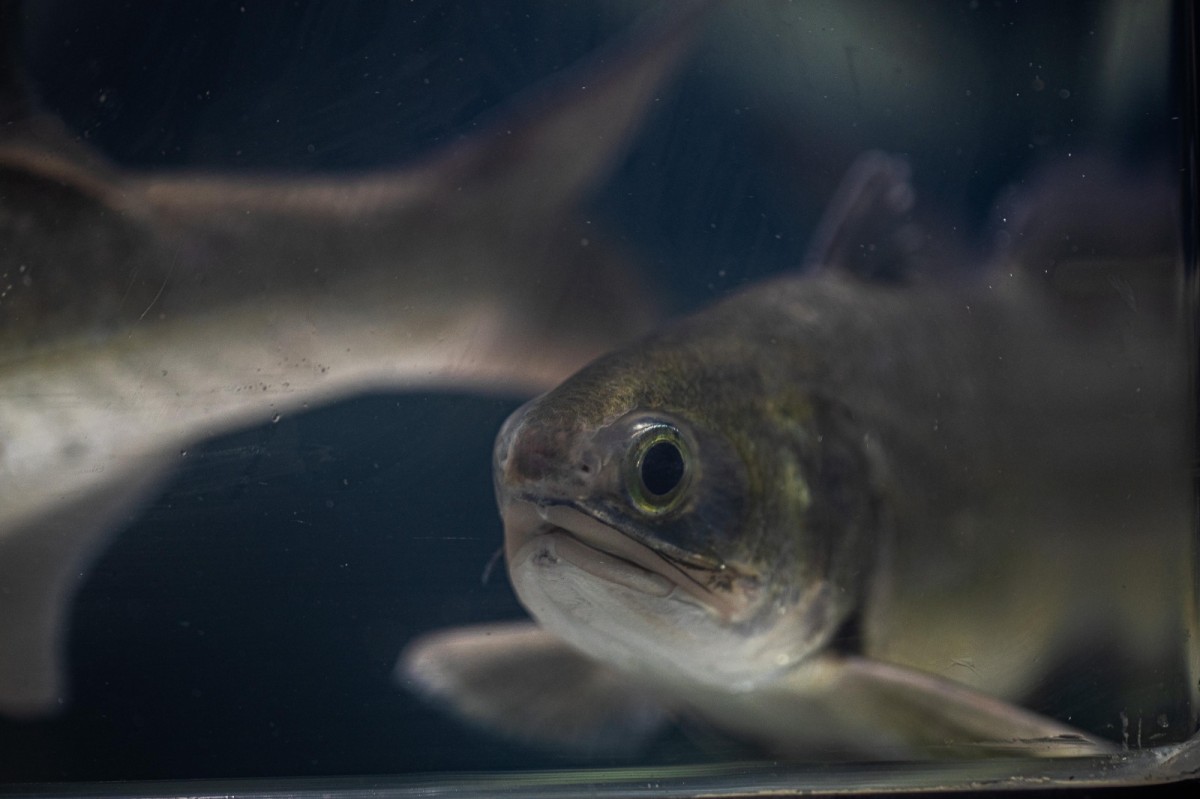 'الابحاث': في إنجاز 'فريد' هو الأول في الشرق الأوسط..تم استكمال حلقة استزراع أسماك الشيم