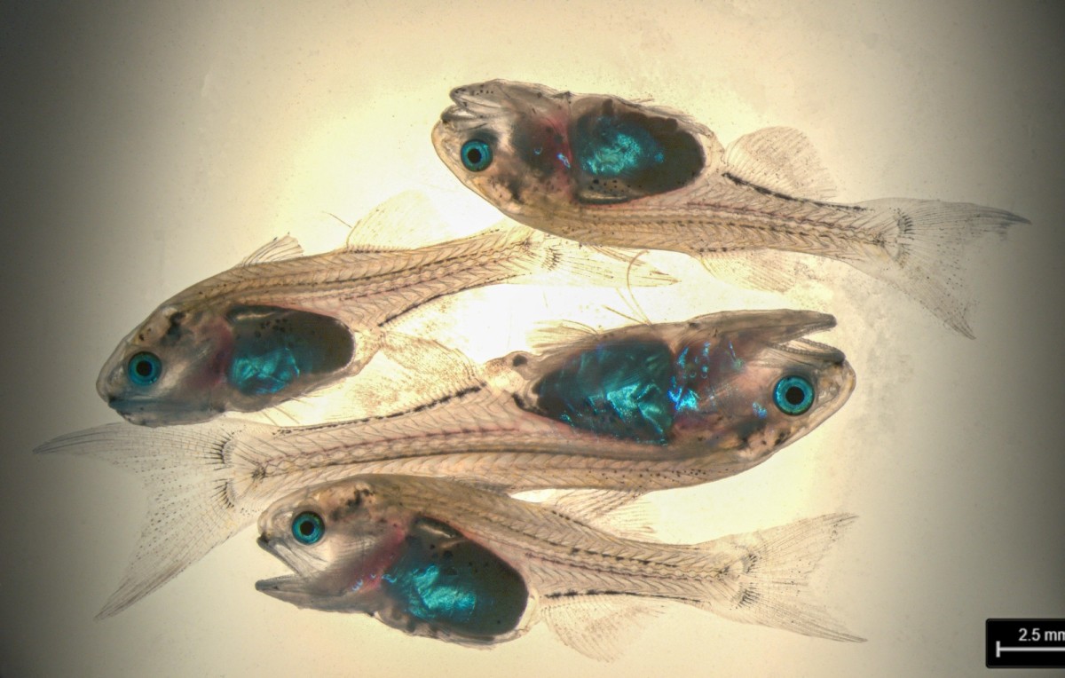 'الابحاث': في إنجاز 'فريد' هو الأول في الشرق الأوسط..تم استكمال حلقة استزراع أسماك الشيم