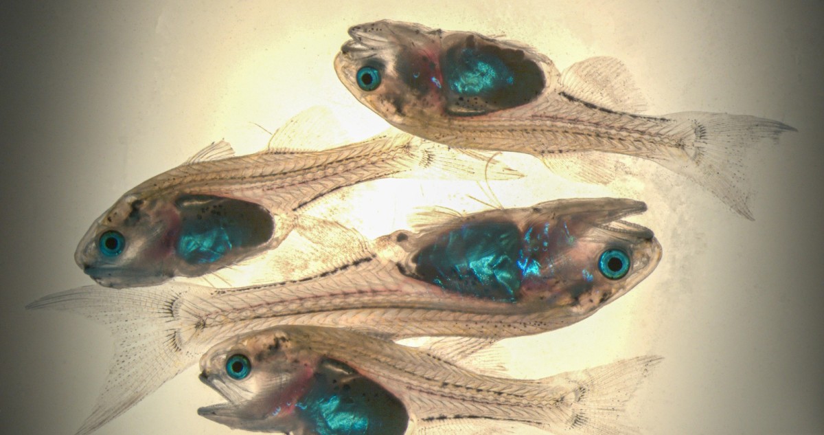 'الأبحاث': استكمال استزراع أسماك الشيم في الأحواض المغلقة للمرة الأولى بالشرق الأوسط