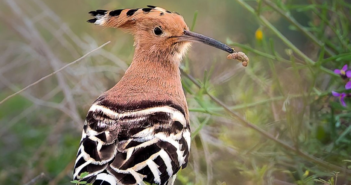 طيور الربيع العابرة تلوّن سماء الكويت: وداعاً أفريقيا... مرحباً أوروبا