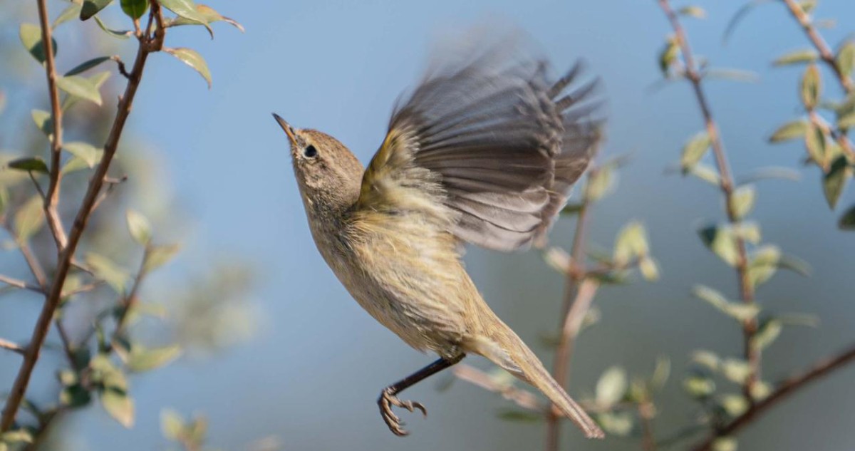 طيور الربيع العابرة تلوّن سماء الكويت: وداعاً أفريقيا... مرحباً أوروبا