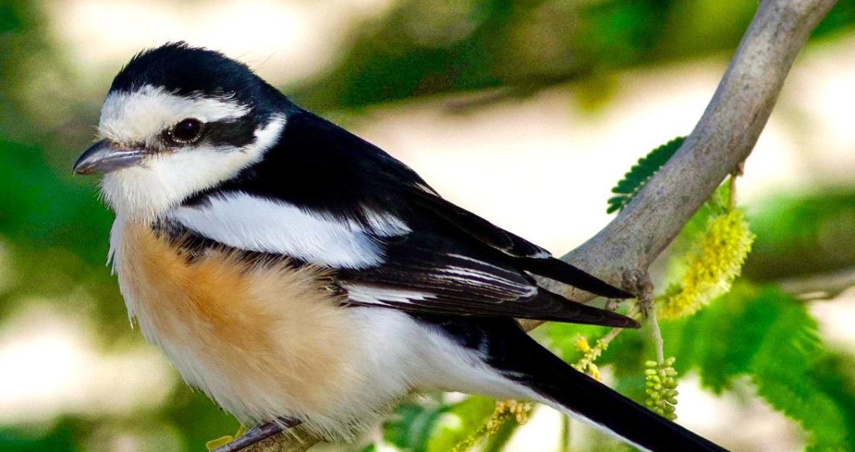 طيور الربيع العابرة تلوّن سماء الكويت: وداعاً أفريقيا... مرحباً أوروبا
