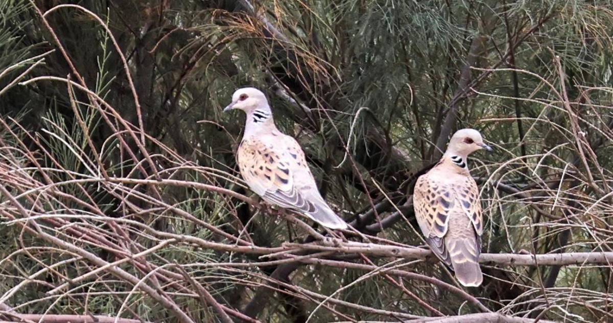 طيور الربيع العابرة تلوّن سماء الكويت: وداعاً أفريقيا... مرحباً أوروبا