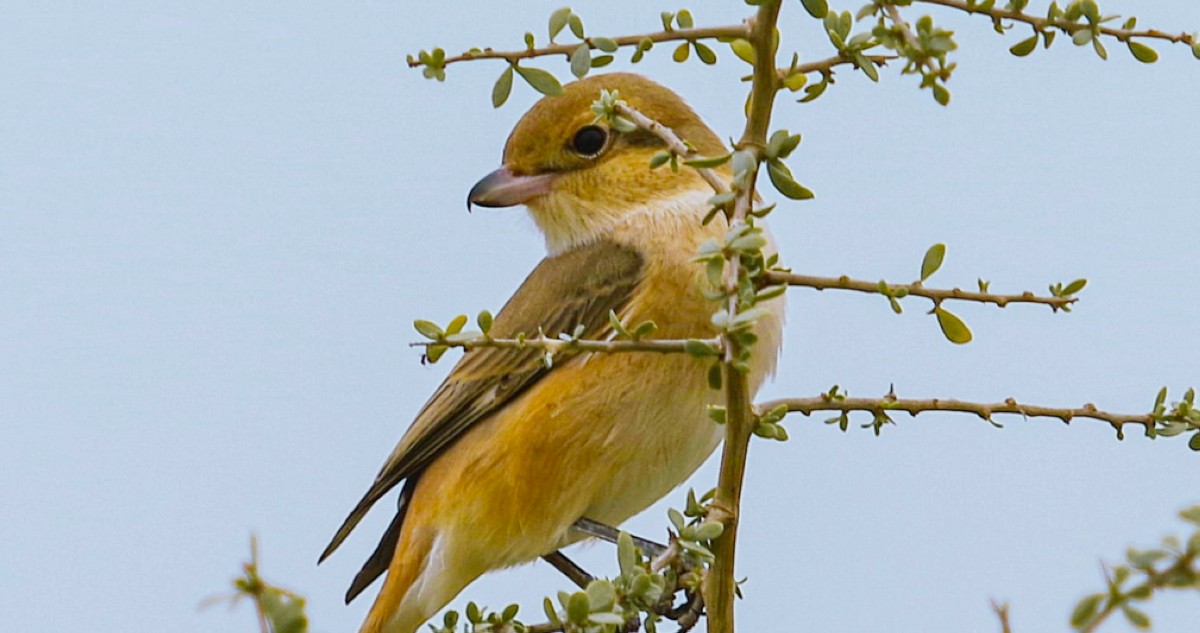 طيور الربيع العابرة تلوّن سماء الكويت: وداعاً أفريقيا... مرحباً أوروبا