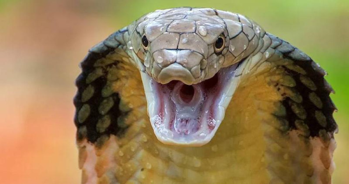 'كوبرا' بطول 4 أمتار... يثير الذعر في فندق هندي