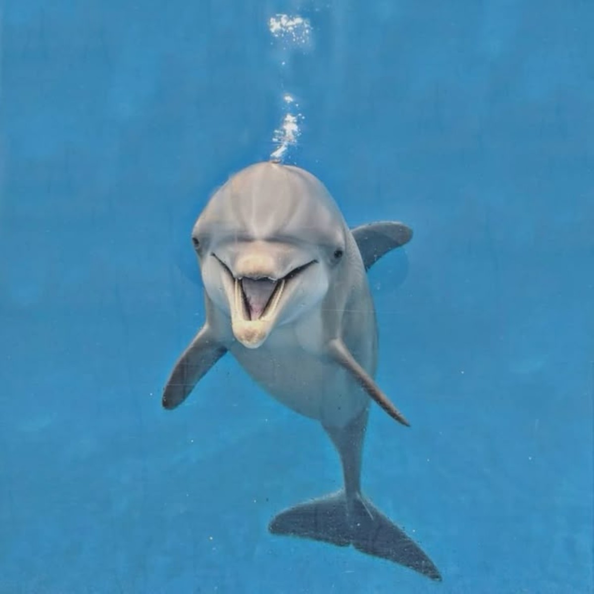 غوغل' تطور نموذج ذكاء اصطناعي لفكّ شفرة تواصل الدلافين'