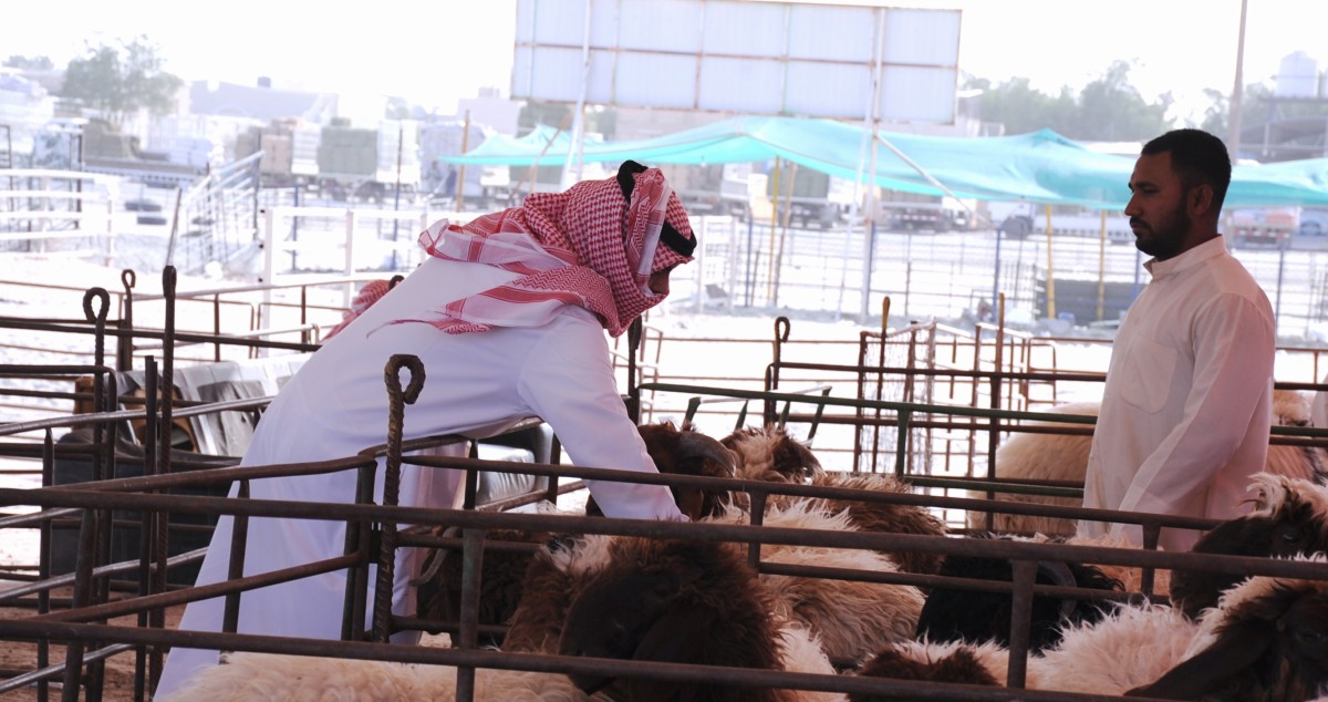خراف الأضاحي 'أونلاين'... والركود يصيب السوق