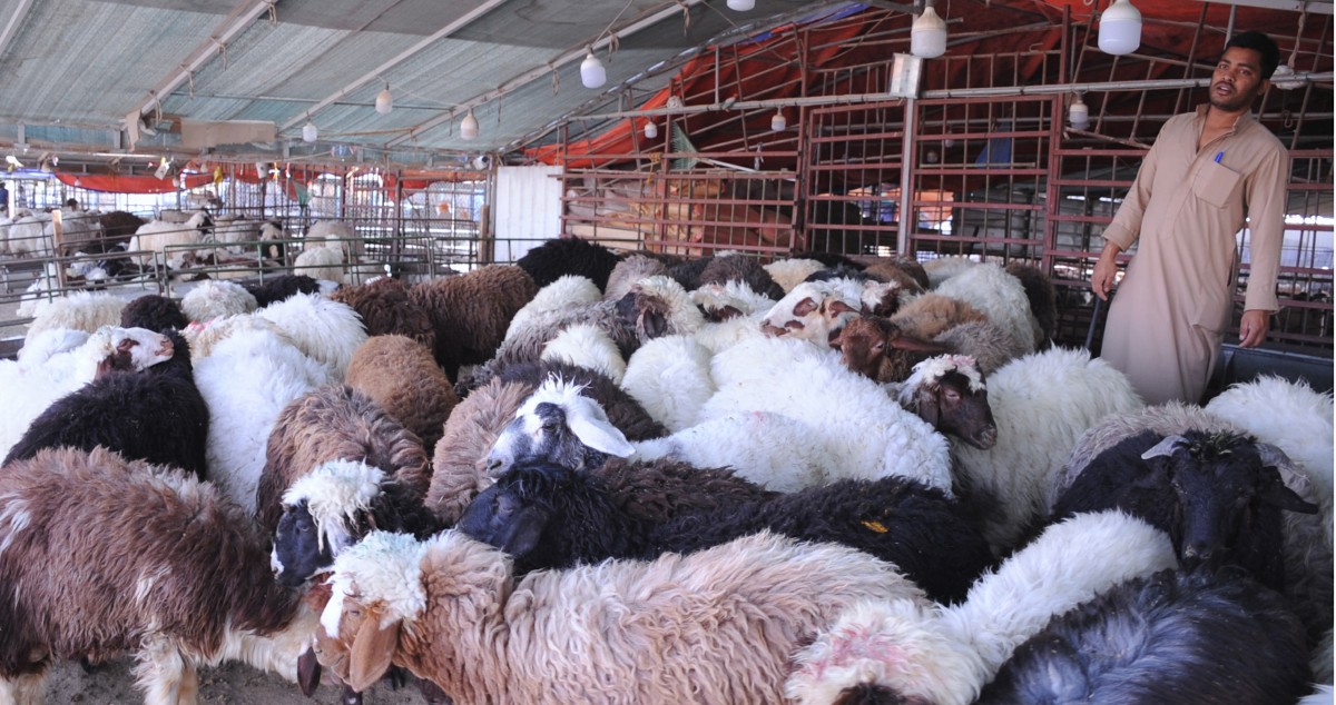 خراف الأضاحي 'أونلاين'... والركود يصيب السوق