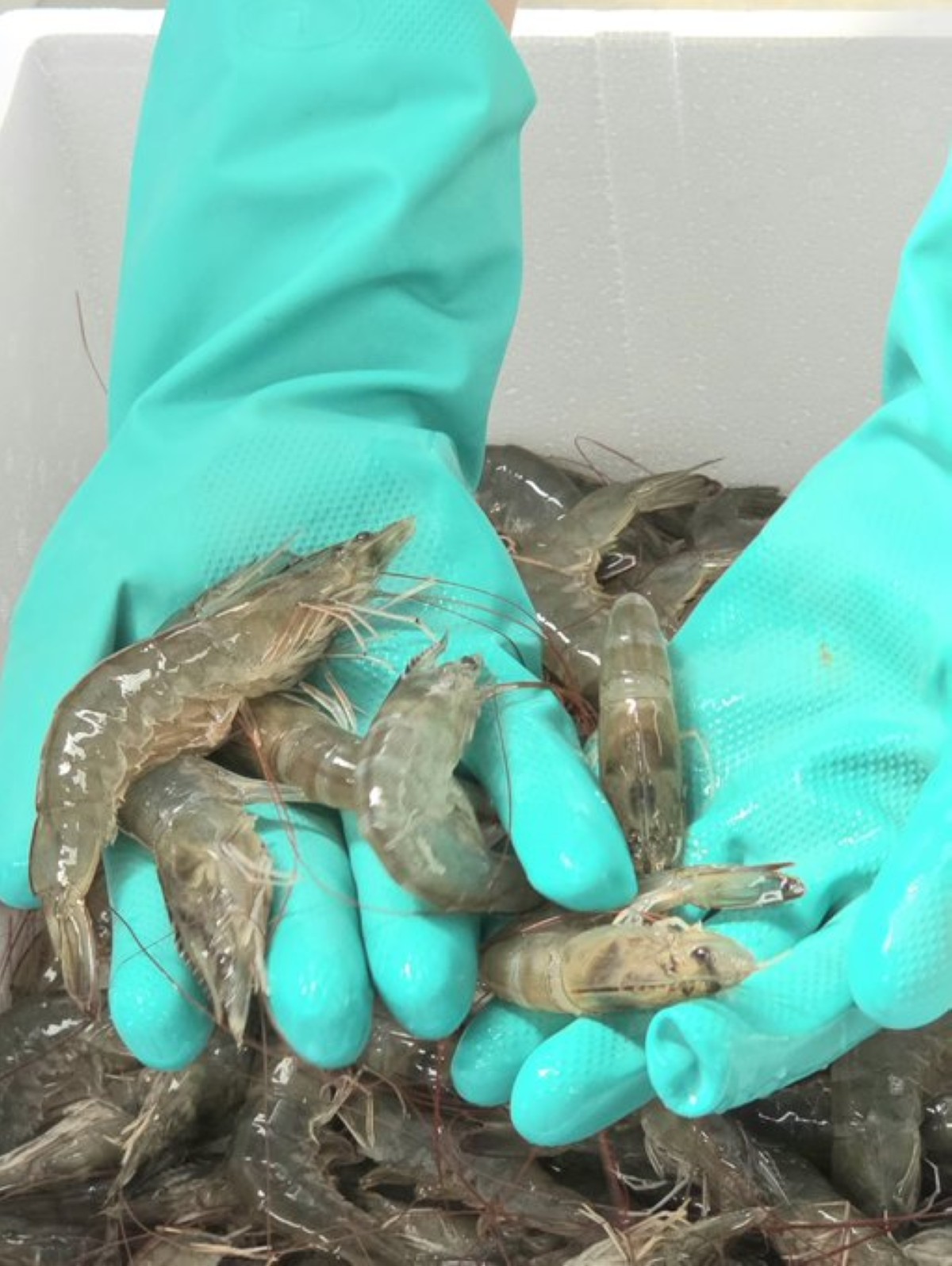 'الأبحاث': نجاح حصاد الروبيان للعام الرابع على التوالي