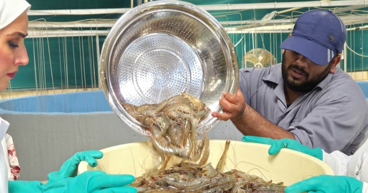 'الأبحاث': نجاح حصاد الروبيان للعام الرابع على التوالي