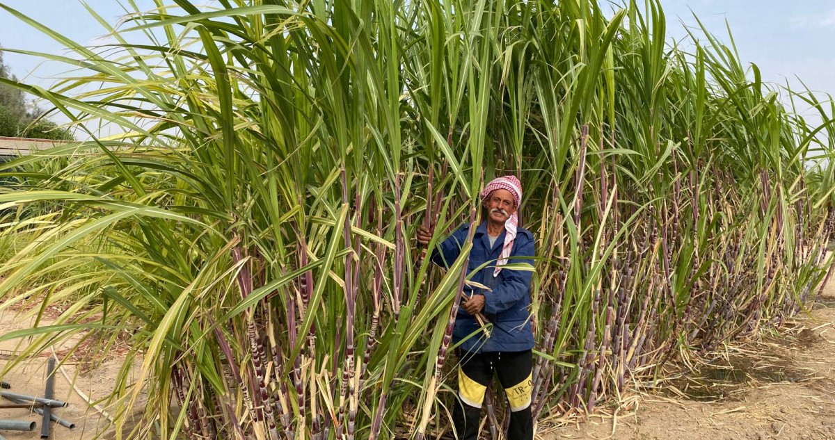 العازمي: المزارعون يكدّون صيفاً... ليستمتع المستهلكون شتاءً