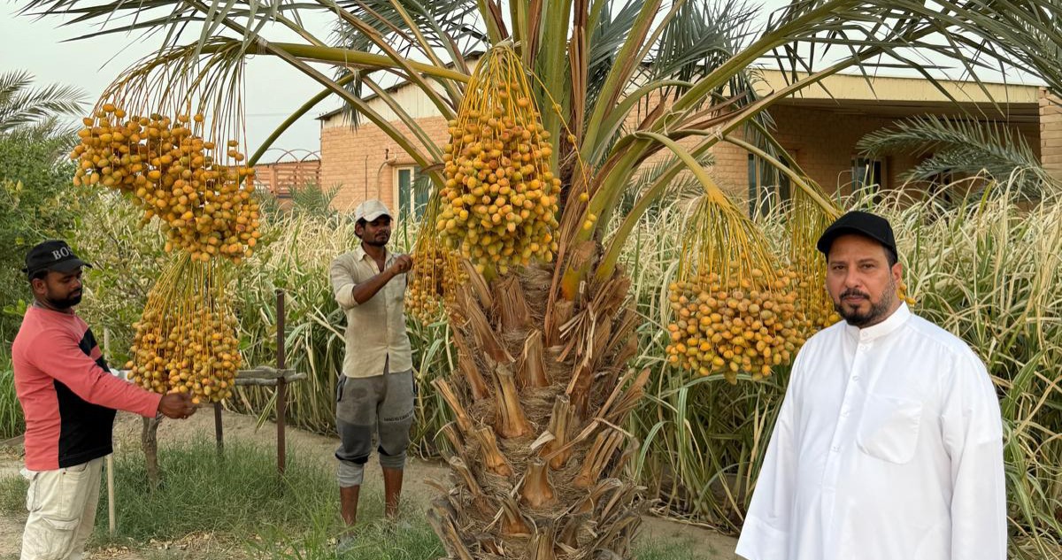 العازمي: المزارعون يكدّون صيفاً... ليستمتع المستهلكون شتاءً