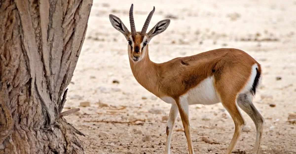 الكويت... وجهة سياحية مميزة تنبض بتاريخها وتزهو بحاضرها