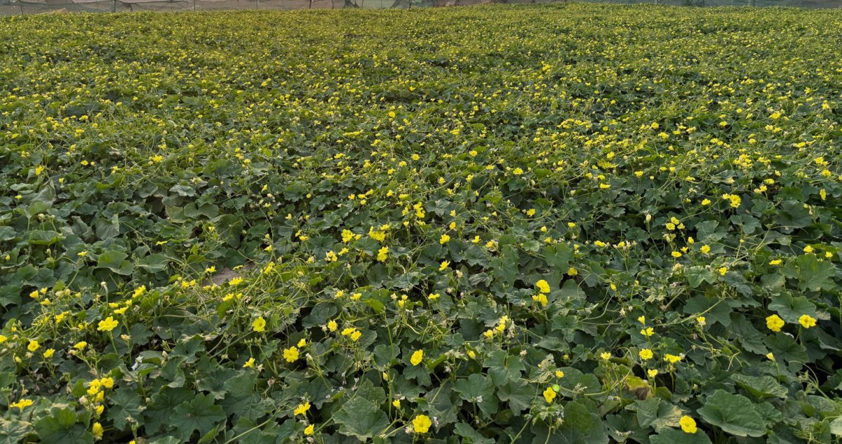 فيصل القضاب: ضعف المياه المعالجة المشكلة الكبرى في العبدلي والوفرة ويهدد الإنتاج فيهما