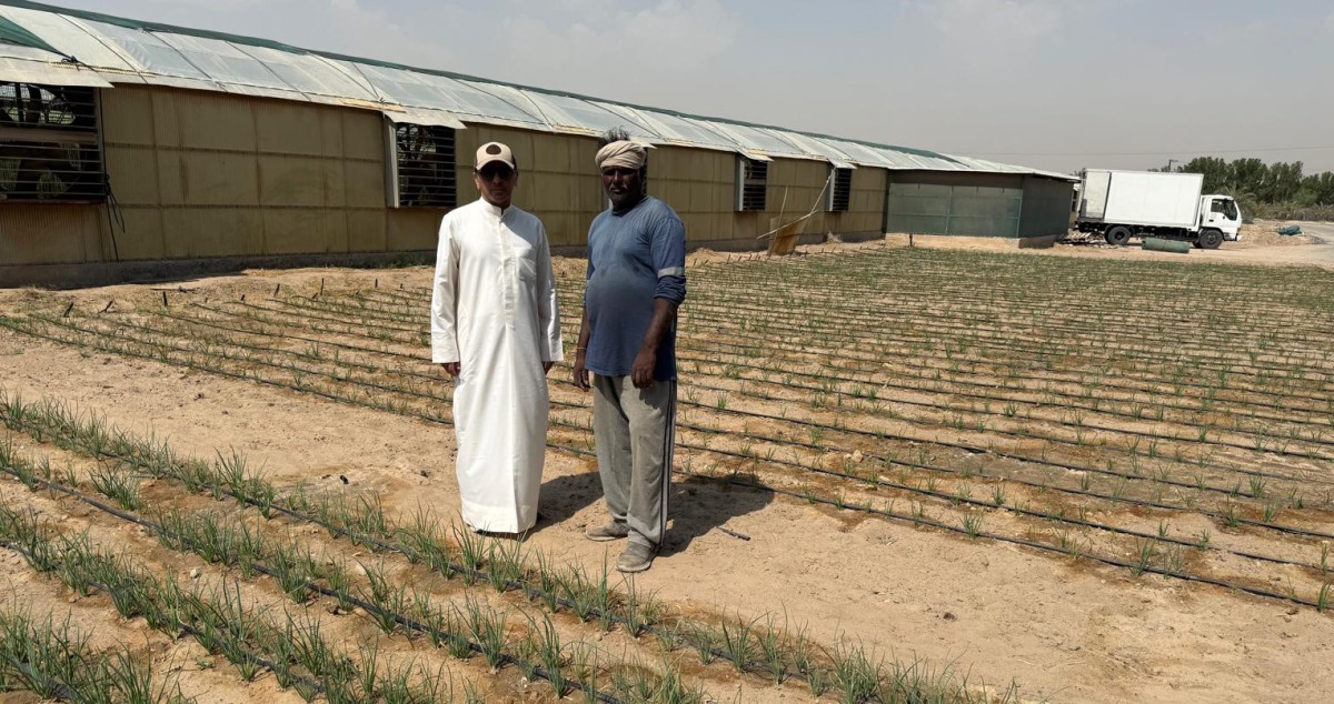 فيصل القضاب: ضعف المياه المعالجة المشكلة الكبرى في العبدلي والوفرة ويهدد الإنتاج فيهما