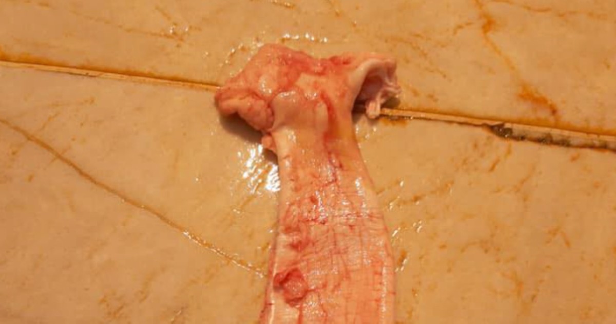 'الشماهي'... كنز في مياه الخليج