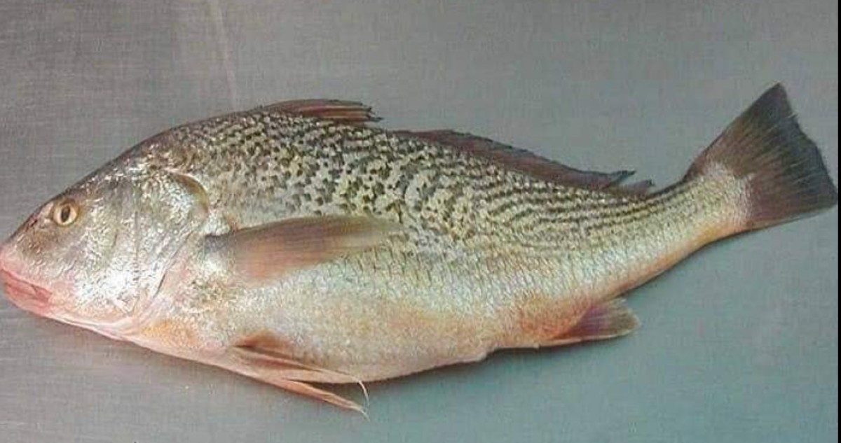 'الشماهي'... كنز في مياه الخليج