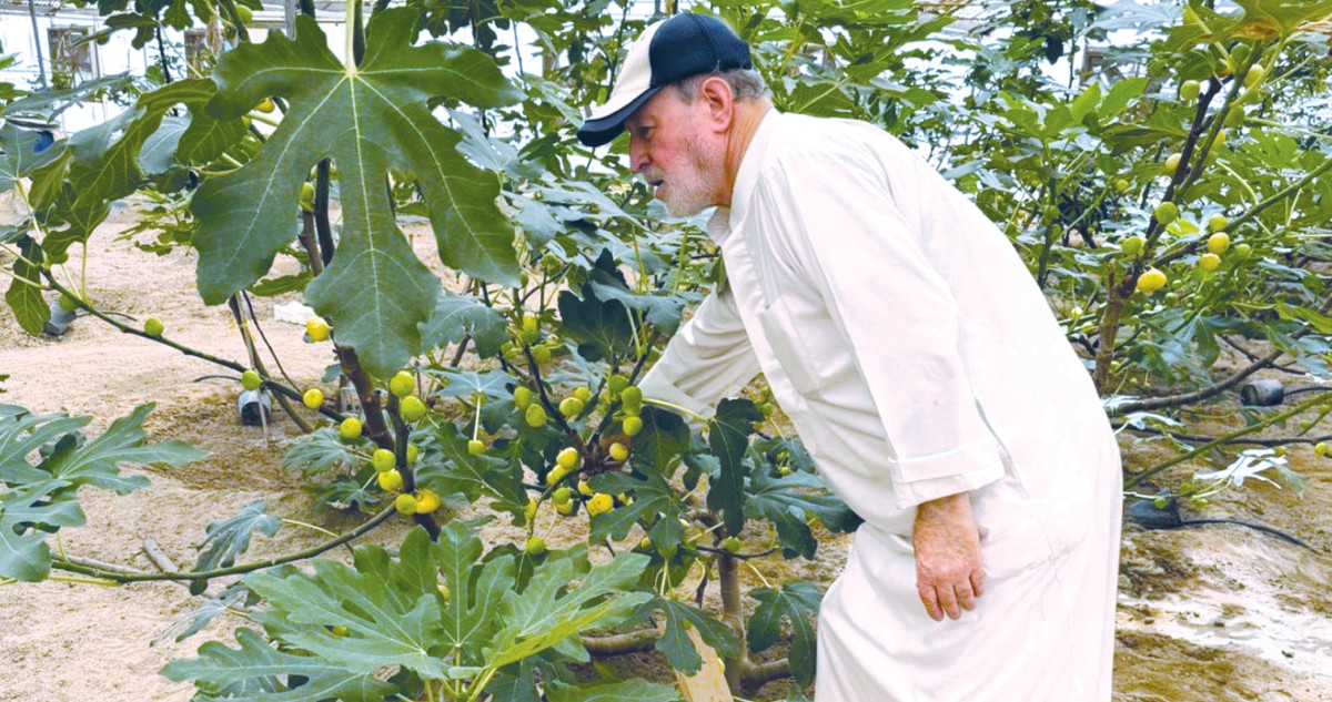 الجريوي: التين الكويتي في أسواق الجمعيات التعاونية يومياً