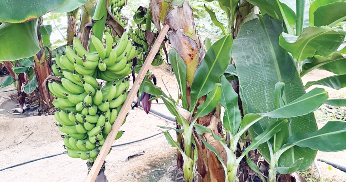 الجريوي: التين الكويتي في أسواق الجمعيات التعاونية يومياً