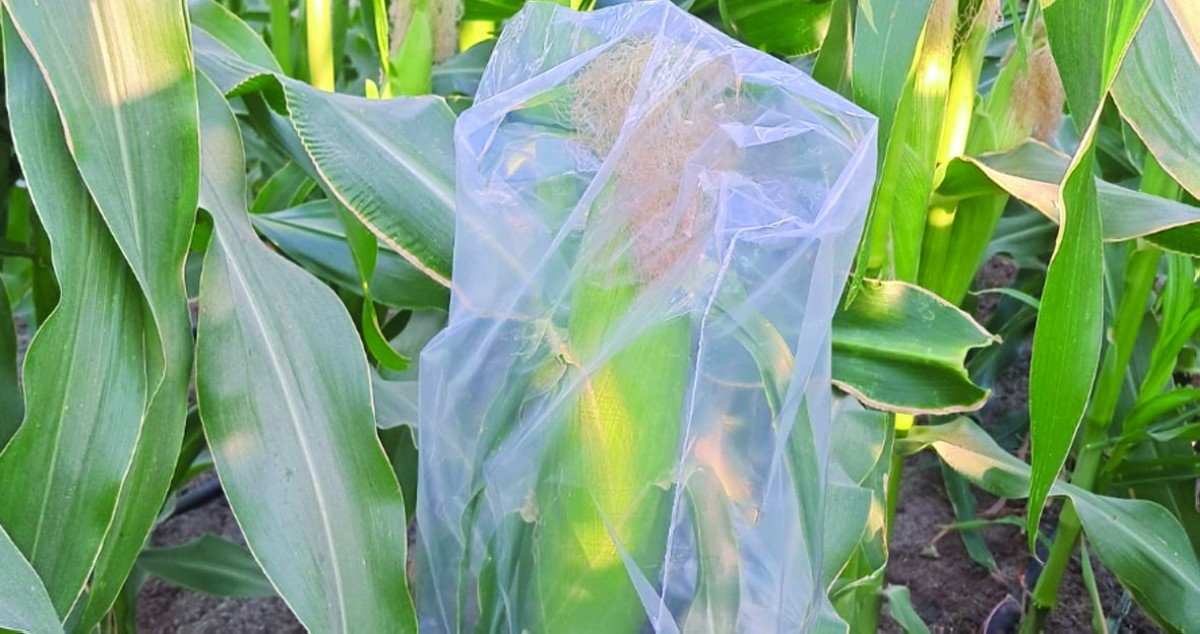 المزارعون: العصافير 'تقصف عمر' الذرة السكرية