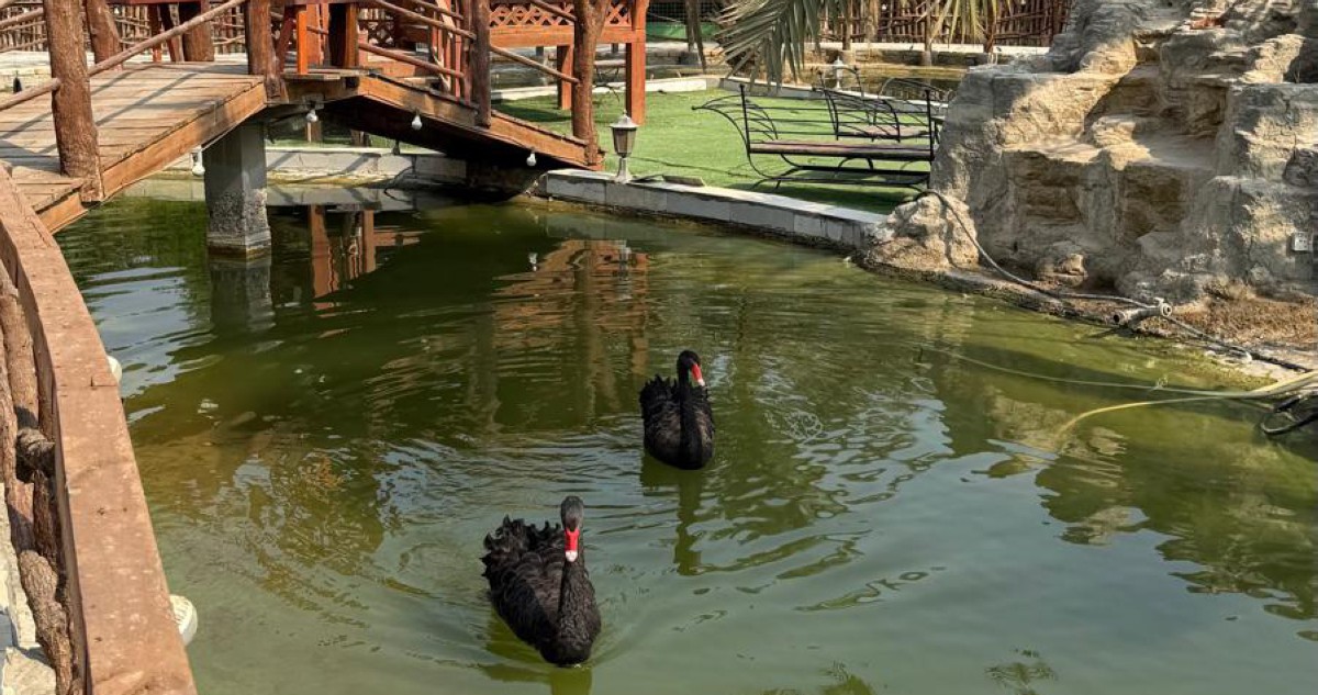 عبدالحافظ معرفي: المزرعة النموذجية ثلاثية الخدمات نبات وحيوان وطير