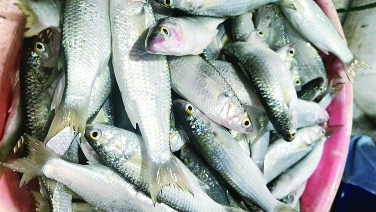 موسم الميد... البحر بريء من ارتفاع الأسعار والخلل بالمزاد