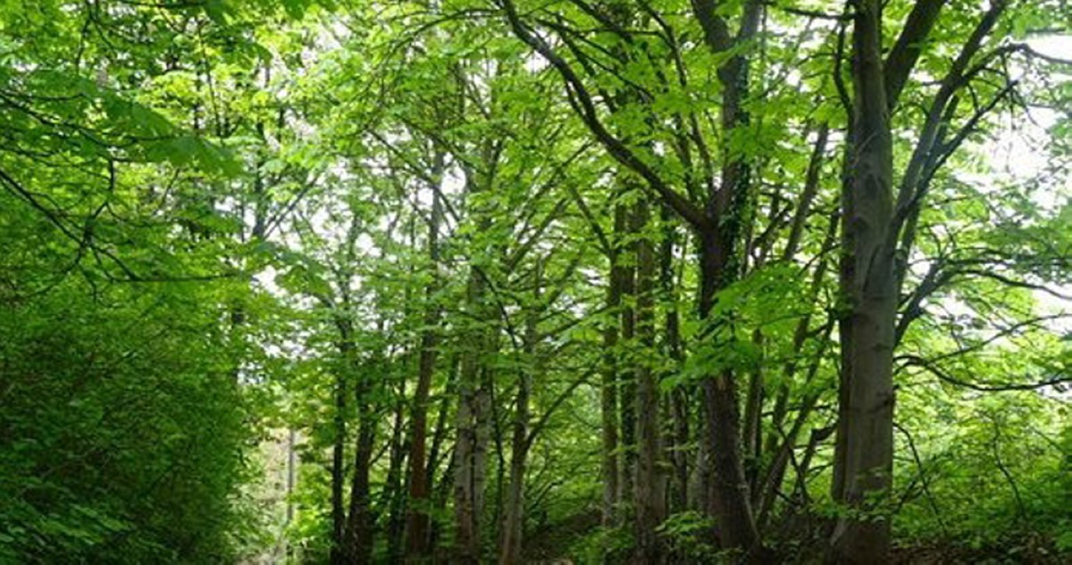 العثور على جثة مؤثرة نمسوية في الغابة