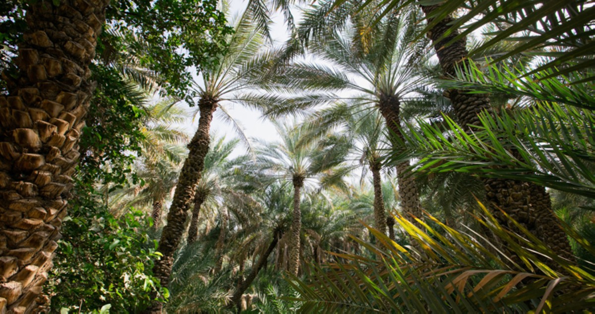 'العين' حافظة ماضي الإمارات...  تستقبل فنون العالم ولا تودِّع هويتها