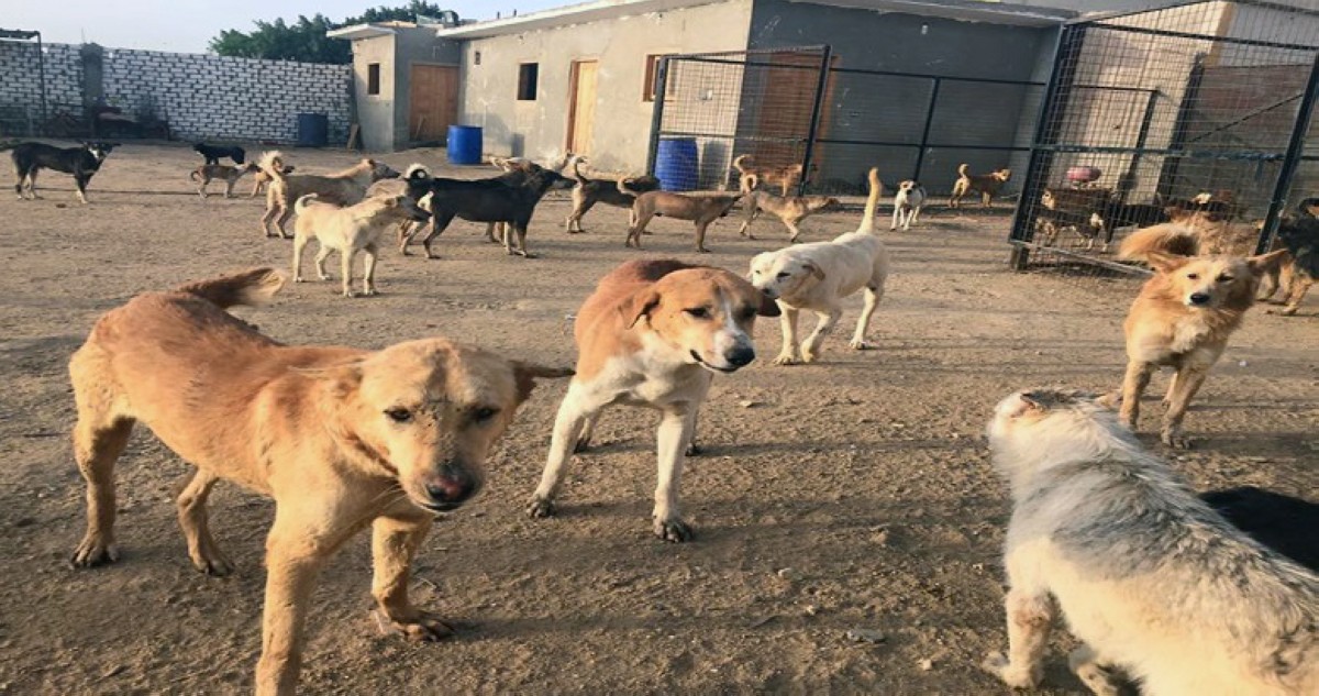 المشي... محفوف بـ 'الكلاب'!