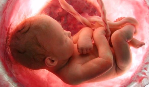 خلايا الأم تبقى في جسم الطفل مدى #الحياة 