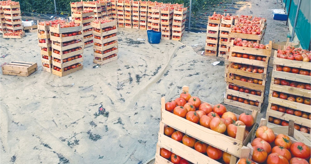 العازمي: المياه المعالجة شريان الحياة للمزارع