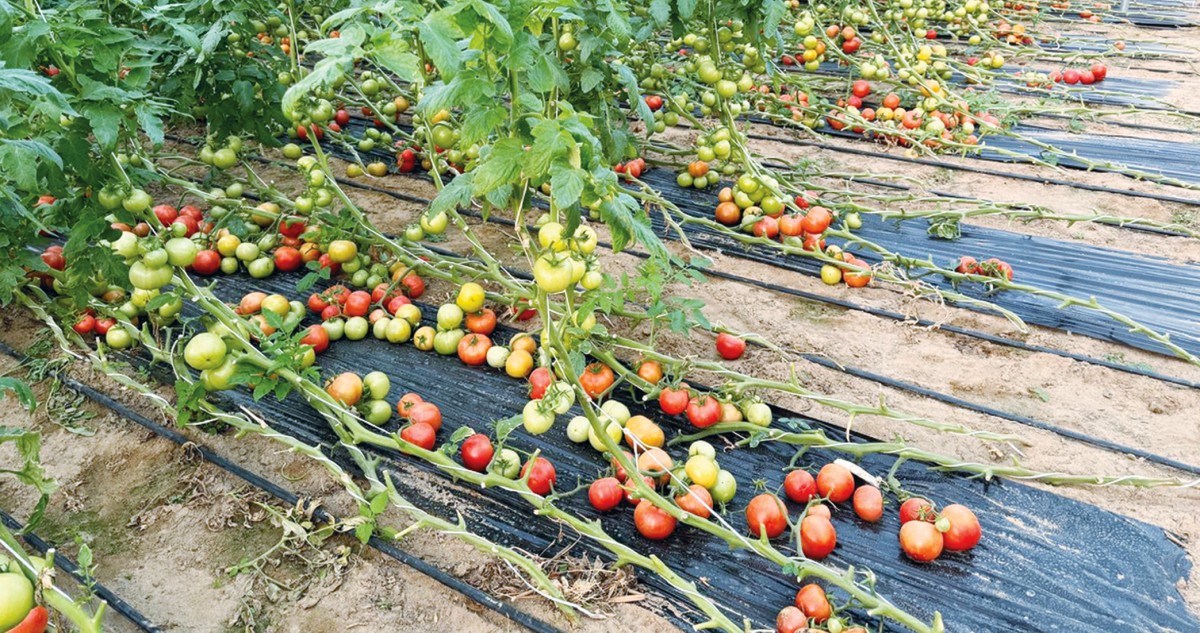 العازمي: المياه المعالجة شريان الحياة للمزارع