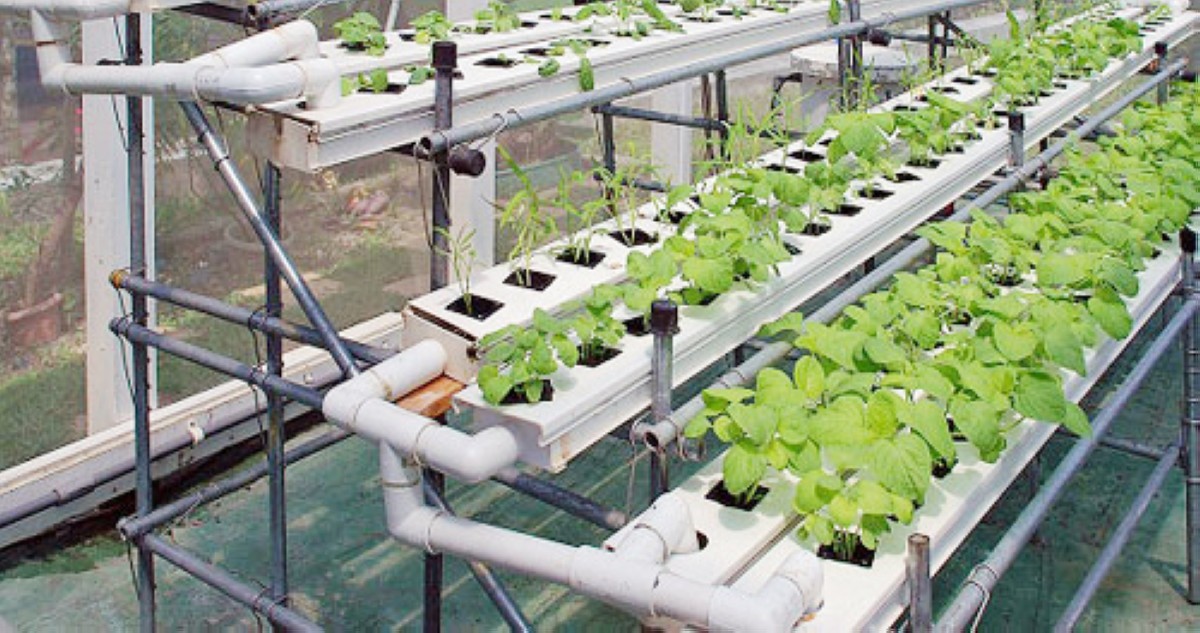 الفريح: توسيع الاستثمارات لزيادة  الإيرادات يجب أن يطال 'الزراعة'