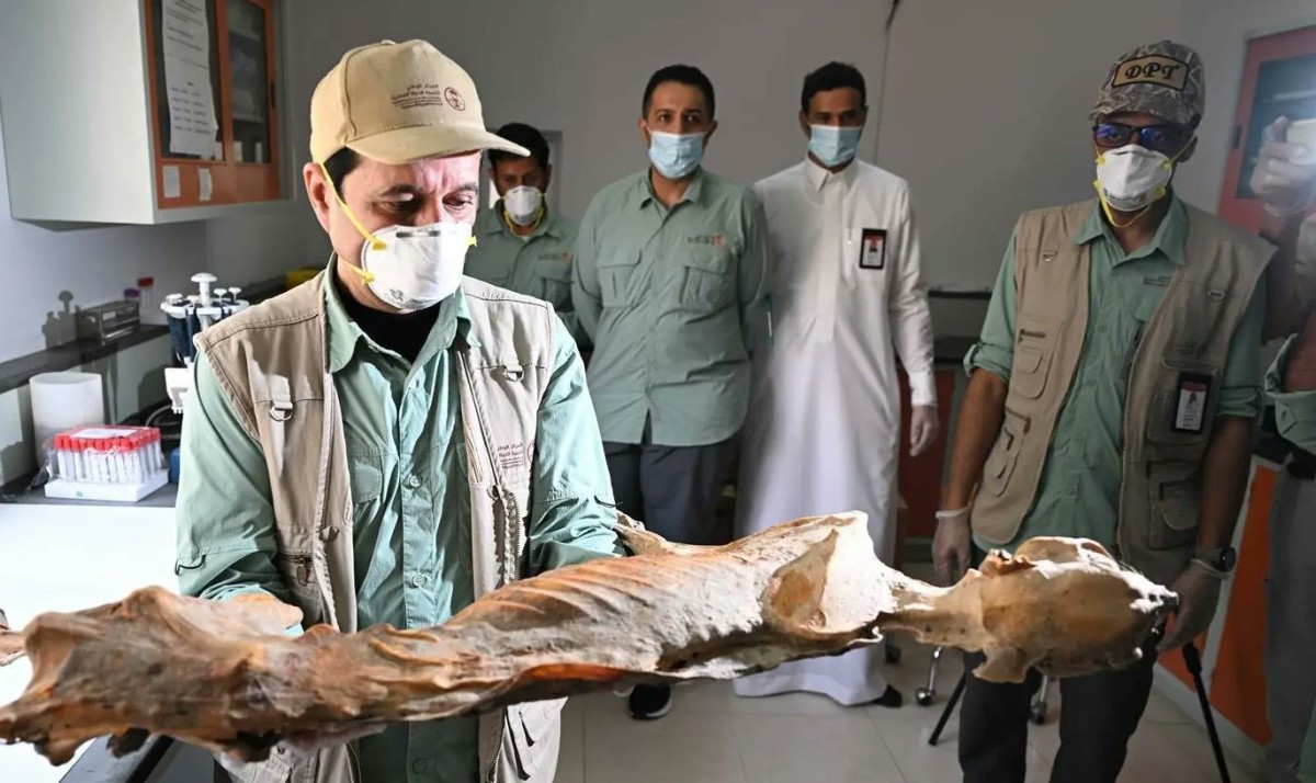 اكتشاف تاريخي: العثور على 7 فهود محنطة في كهوف شمال السعودية