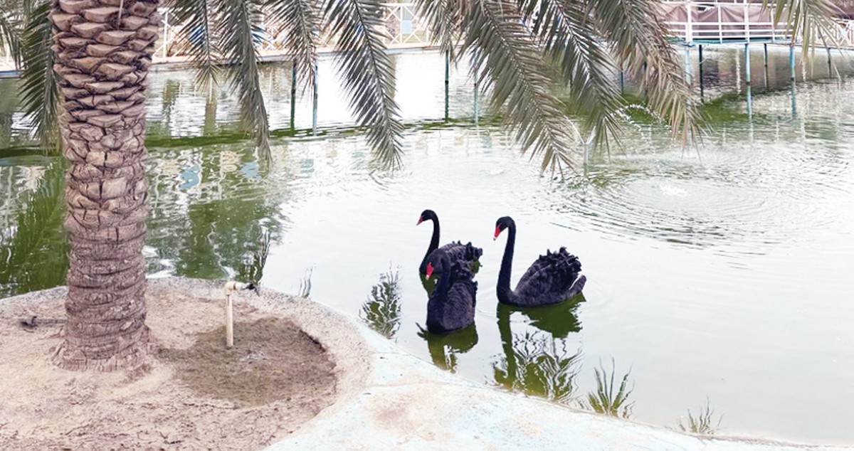 الهاجري: الاستفادة من بقايا المزرعة بدلاً من إلقائها بالشوارع