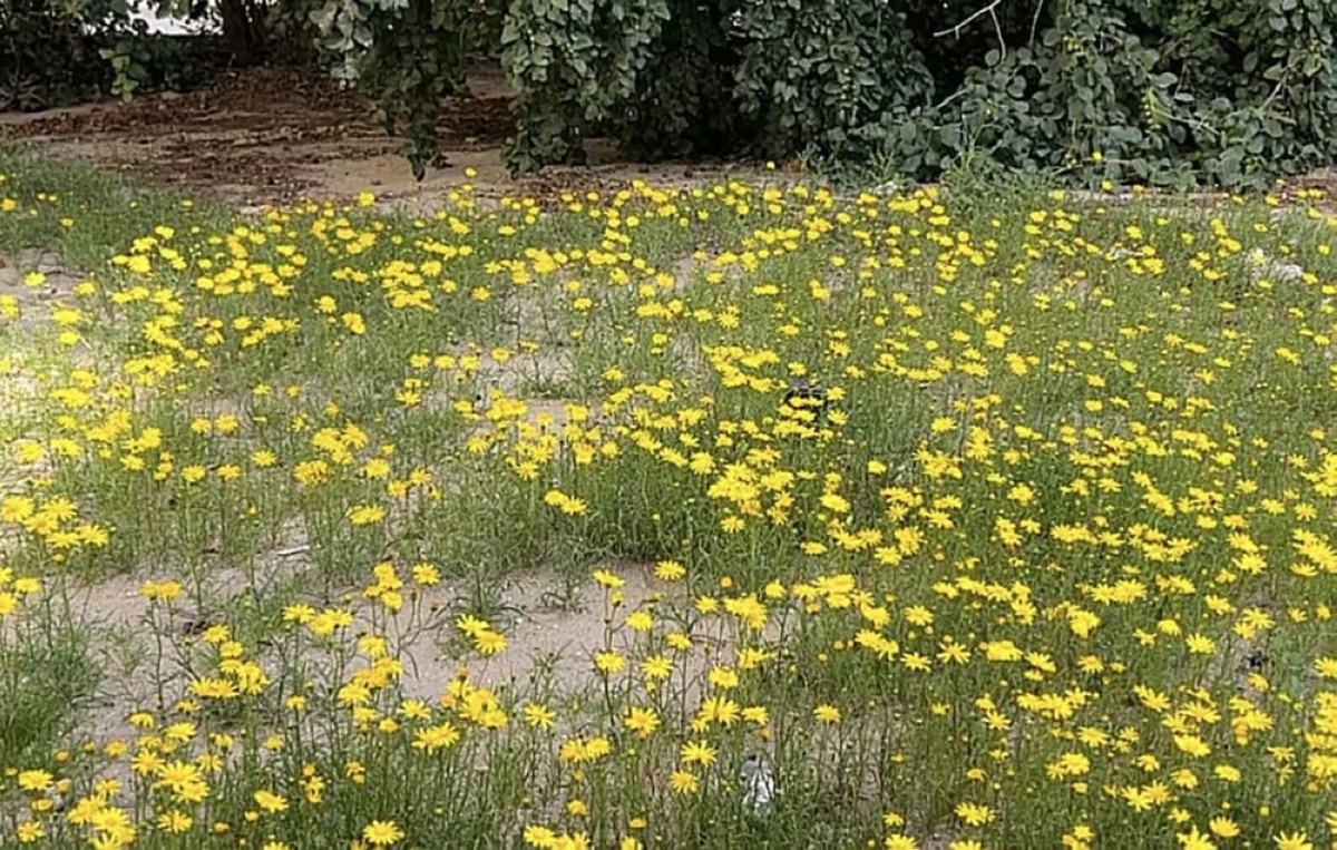 أزهار النوير... شموس صغيرة تطرز وشاحاً أصفر وتفيض جمالاً